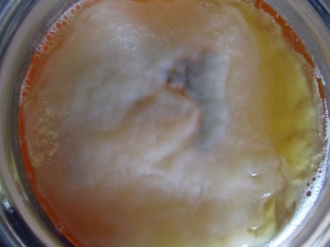001m Scoby Max day 7