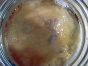 003m Scoby Max day 6
