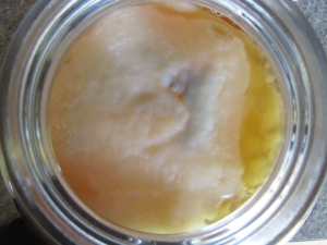 003ms Scoby Max day 8