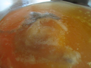 005Scoby Max day 3s